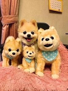 娱乐吃瓜君宠物